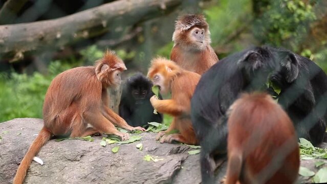 A family of Javan lutung monkeys are eating leaves at the zoo park from France. East Javan langur it is a species considered vulnerable.