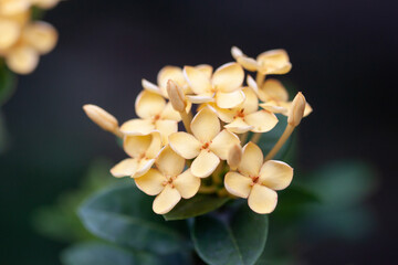 Moody yellow cute tiny flowers with blur cool tone green background macro stylish wallpaper