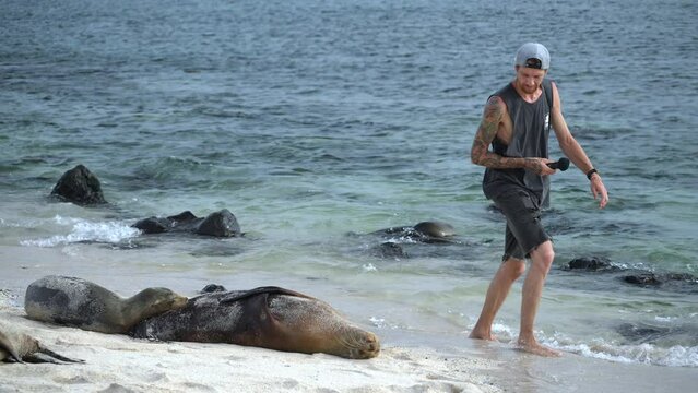 Male Tourist Walking Past Galapagos Sea Lions On On Playa Punta Beach At San Cristobal Island Recording Sound On Handheld Audio Device. Slow Motion