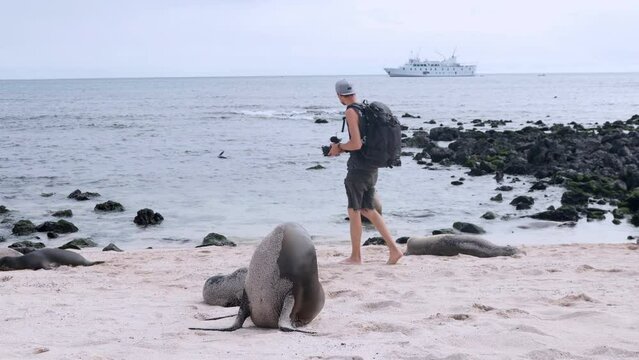 Male Tourist Kneeling Wearing Backpack Walking Towards To Galapagos Sea Lions On Playa Punta Beach To Film Them At San Cristobal Island