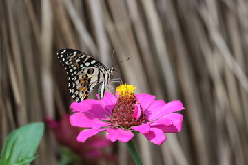 Cambodia. Papilio demoleus is a common and widespread swallowtail butterfly. The butterfly is also known as the lemon butterfly, lime swallowtail, and chequered swallowtail.