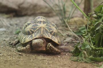 young turtle resting on rock 