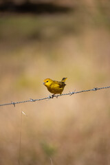 The true land canary, not to be confused with the land canary, belongs to the Thraupidae family and is an orange colored bird on forehead and face, lemon yellow body in males and melodious song.