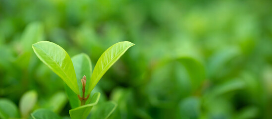 Panorama Beautiful nature view green leaf on blurred greenery background under sunlight with bokeh and copy space using  background natural plants landscape,ecology wallpaper concept.Select blur focus