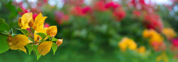 Panorama Beautiful nature view green leaf on blurred greenery background under sunlight with bokeh and copy space using  background natural plants landscape,ecology wallpaper concept.Select blur focus