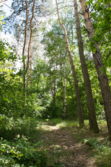 las, przyroda, ścieżka, zielony, forest, green, nature