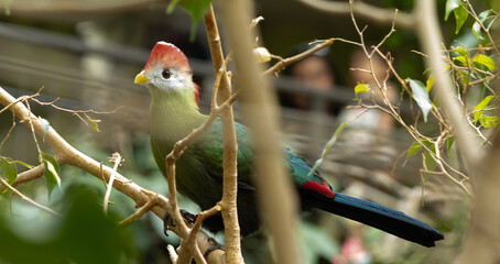 Red-crested Turaco
