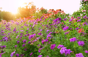 colorful flowers in sunny garden close up. Beautiful abstract blurred natural floral background. gentle nature image. dreaming, harmony mood. summer season