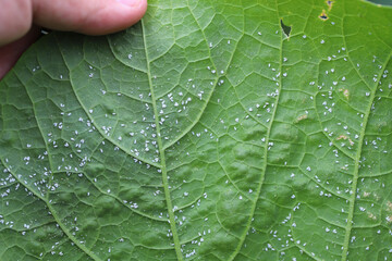 Glasshouse whitefly (Trialeurodes vaporariorum) on the underside of pumpkin leaves. It is a...