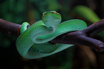 Tropidolaemus Subannulatus on the branch