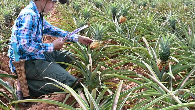 Gardeners farmer with digital tablet working a in pineapples smart farm field. agriculture concept