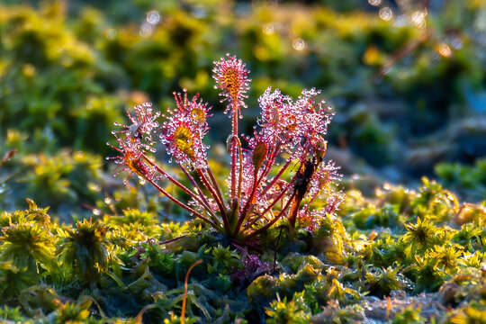 Sonnentau im renaturierten Hochmoor.
