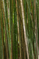 Poster wallpaper of symmetric lines of green stalks of tall bamboo in a garden in Coimbra, Portugal