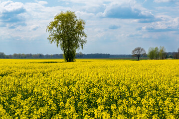 Obraz premium Blühendes Rapsfeld am Vormittag.