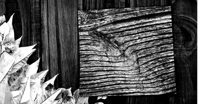 Animation of plant leaves and changing wood grain pattern, black and white