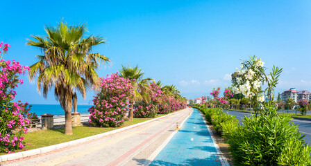 Beautiful mediterranean resort promenade with blooming colorful oleanders and palm trees against the blue sky.