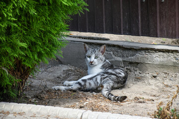 A young country cat lies in the shade in the backyard in hot weather - 522264600