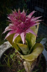 Pink flowe of Aechmea plant