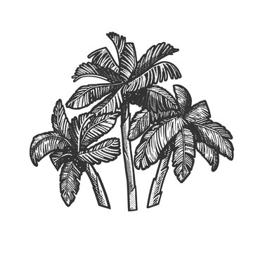 Palm trees sketch halftone pattern vector illustration. Scratch board imitation. Black and white hand drawn image.