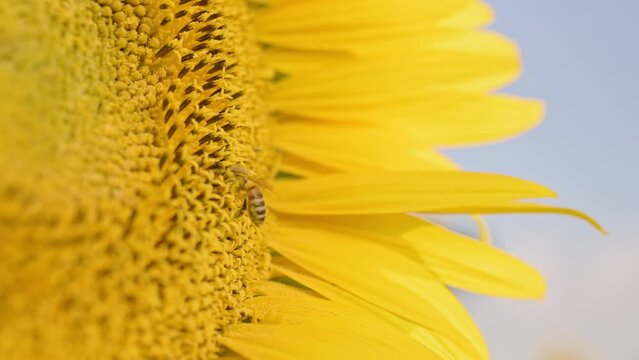 A flying honey bee collects nectar pollen from yellow blooming sunflower in field close-up. Macro photography of sunflower, summer background. Agribusiness, agriculture, honey production. Footage 4K