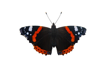 Vanessa atalanta - Red admiral - Vulcain © Thomas