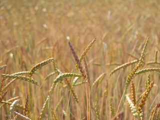 wheat field in the sunshine
