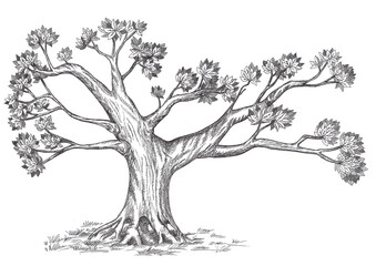 Family tree. Olive tree hand drawn illustration sketch.