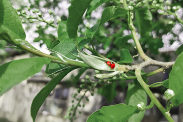 Fototapeta premium Spring light green bird cherry leaves and blooming inflorescences. A pair of ladybugs on a branch. Red bugs, love, spring, warmth, cold shades, insects. Cute, funny postcard, wallpaper, background
