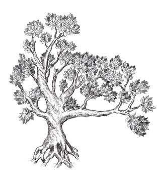 Family tree hand drawn sketch. Retro style.
