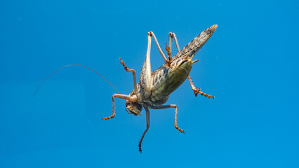 Grasshopper