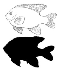 set of Garibaldi fish in black outline and silhouette isolated elements of marine protected fish for design template. hand-drawn fish sketch set Vector