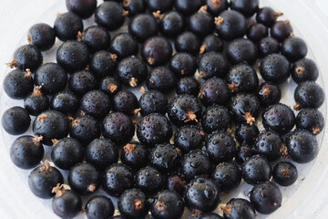 Black berries on white with water drops. Blackcurrants in a transparent bowl isolated on a white background. Blackcurrant with copy space for text. Top view berries closeup.
