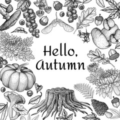 Vector autumn illustration in engraving style. Graphic linear pumpkin, currant, stump, acorns, oak leaves, maple leaf, chrysanthemum, chanterelles, white fungus, fly agaric, mushrooms, thorn