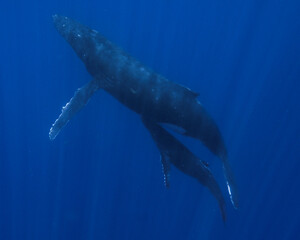 Naklejka premium Baby Humpback Whale swimming in Moorea French Polynesia