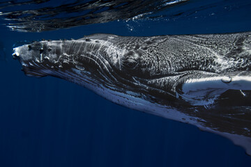 Baby Humpback Whale swimming in Moorea French Polynesia