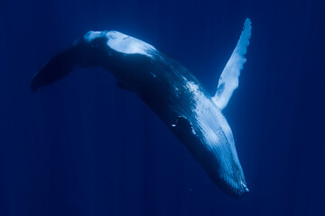 Baby Humpback Whale swimming in Moorea French Polynesia