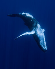 Baby Humpback Whale swimming in Moorea French Polynesia