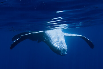 Baby Humpback Whale swimming in Moorea French Polynesia