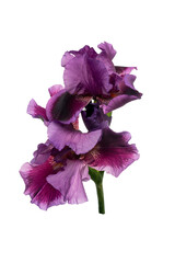 Beautiful fresh purple iris flower