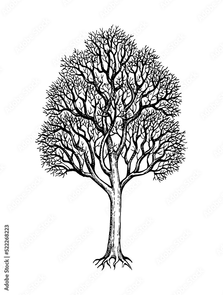 Canvas Prints winter maple tree ink sketch.