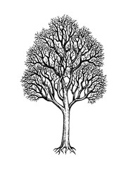 Winter maple tree ink sketch.
