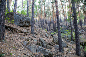 Trail in a dark pine forest on the slopes of the mountain. 