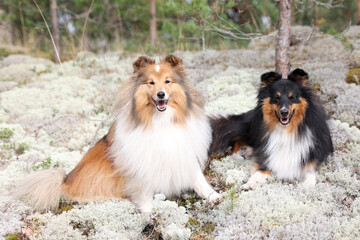 Stunning nice fluffy sable white shetland sheepdog, sheltie sitting in the forest on a sunny autumn...