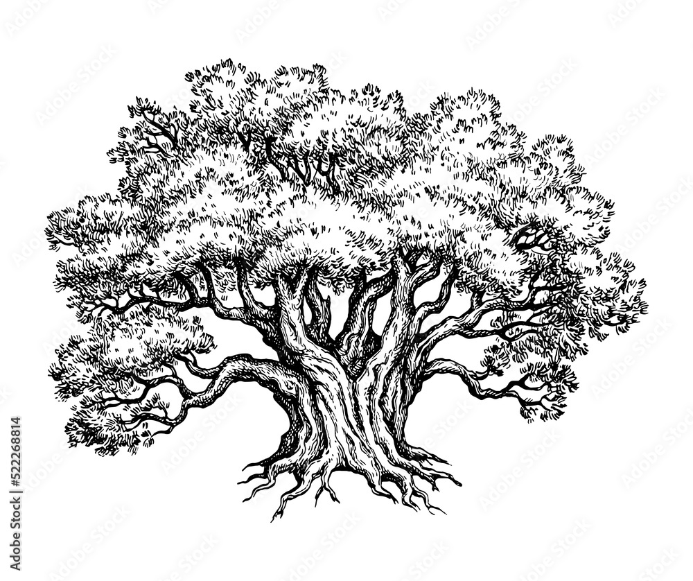 Canvas Prints yew tree ink sketch.
