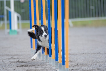 Border Collie doing slalom on a dog agility course