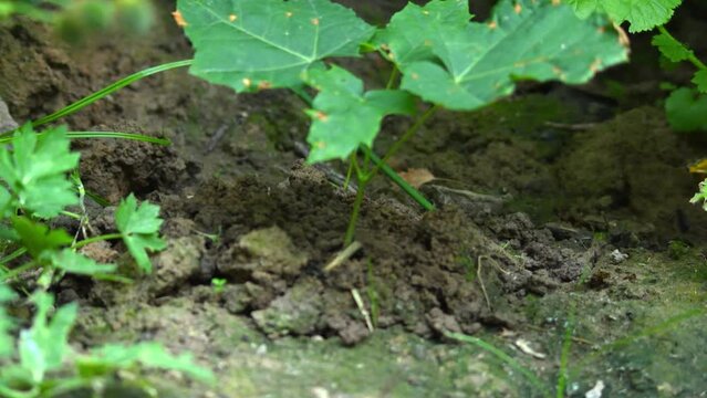 The soli rises in mounds because of the underground tunnel that the mole digs. An earthworm crawled out of the ground and escaped from an animal.