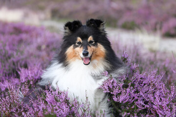 Stunning nice fluffy black sable white shetland sheepdog, sheltie portrait in the forest on a sunny...