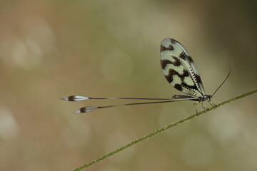 Ladybug Kite (Nemoptera sinuata) resting on a plant