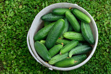 beautiful green cucumbers in a big white bucket on the grass on a cloudy summer day