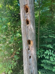 tree with holes from a Pileated woodpecker 